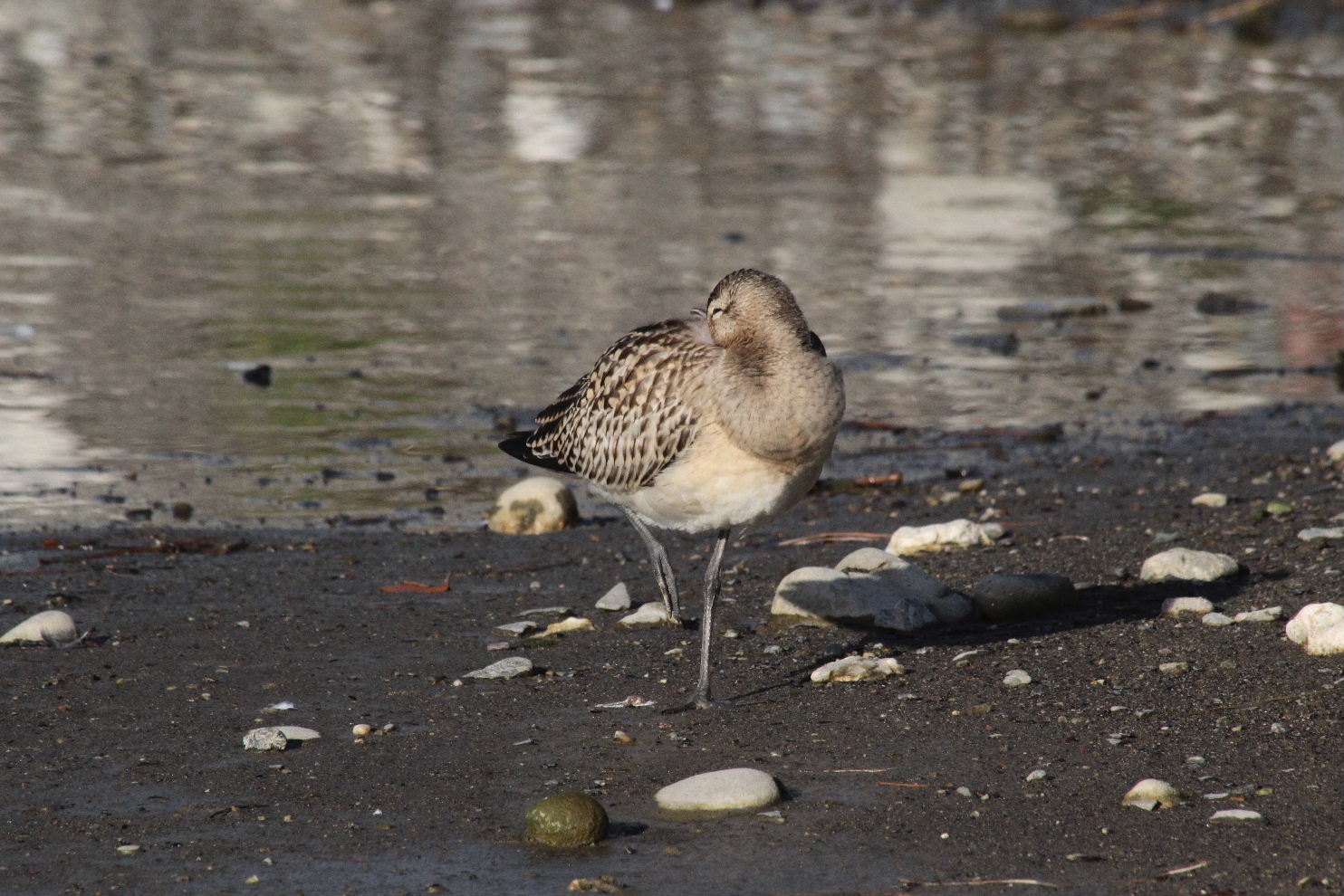 Limosa lapponicaPittima minore